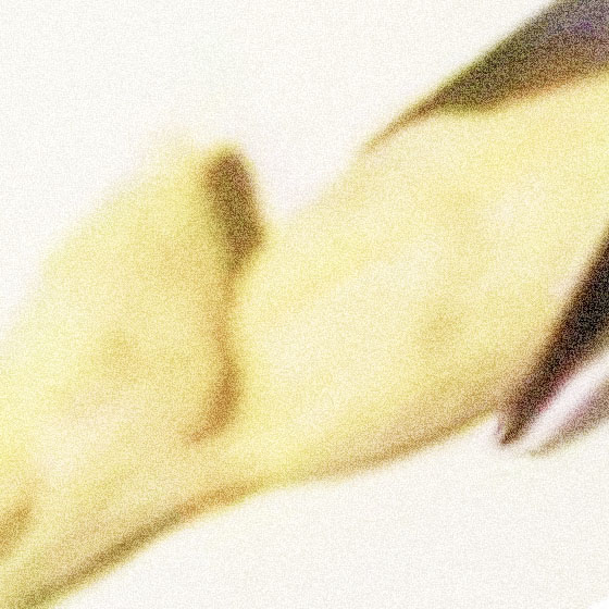 Spighe di mais
